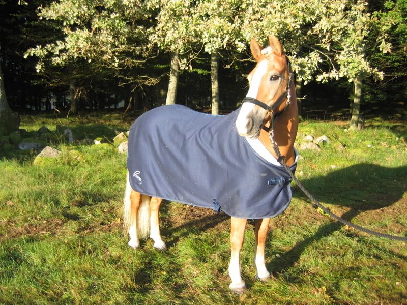 HssleholmHorseShow001.jpg