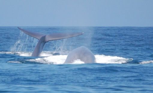 Blue Whale Frolic