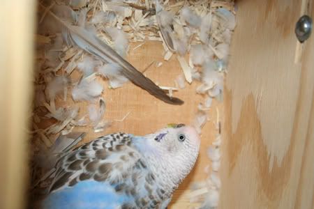 BluesFeathers.jpg