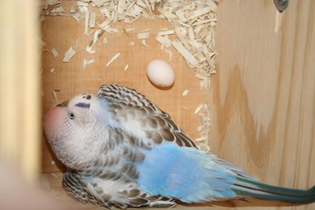 egg3.jpg