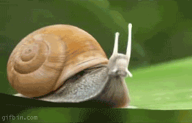 snail_by_luchkina.gif