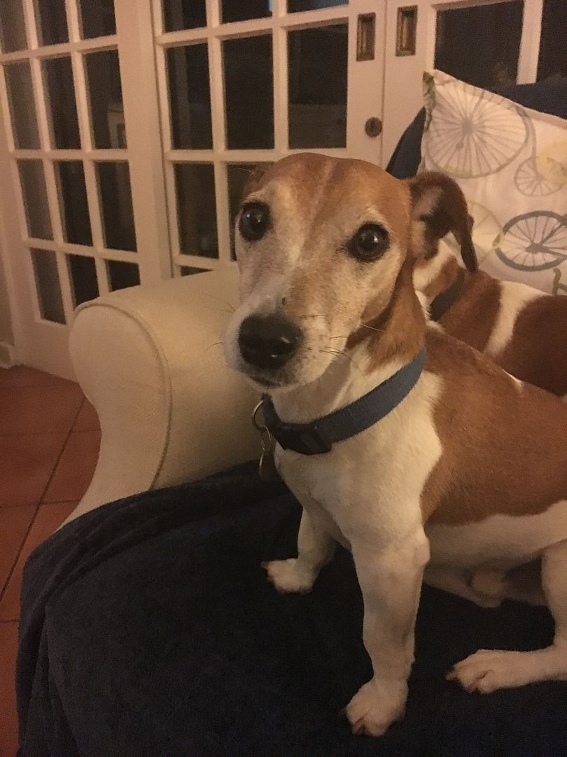 Dogs with fishing names The Classic Fly Rod Forum