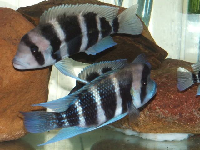 IPB Image