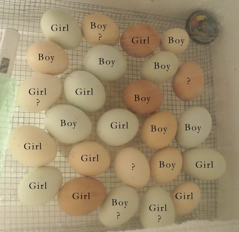 My Egg Sexing Results Are In D Backyard Chickens Learn How To