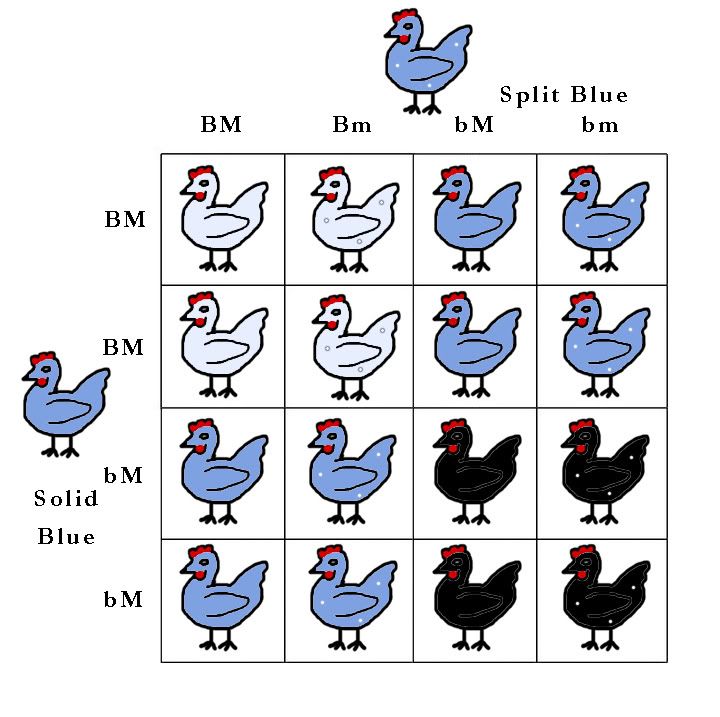 color-genes-punnett-squares-backyard-chickens-learn-how-to-raise