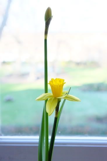 british daffodils
