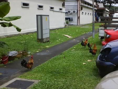 chicken crossing
