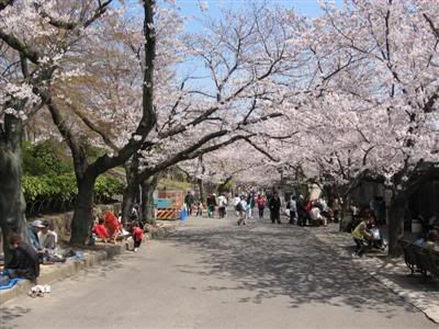 sakura street