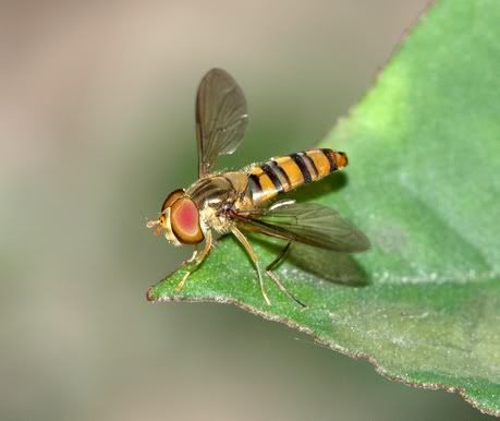 DSC_5291-1.jpg