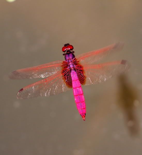 DSC_7113-1_resize.jpg