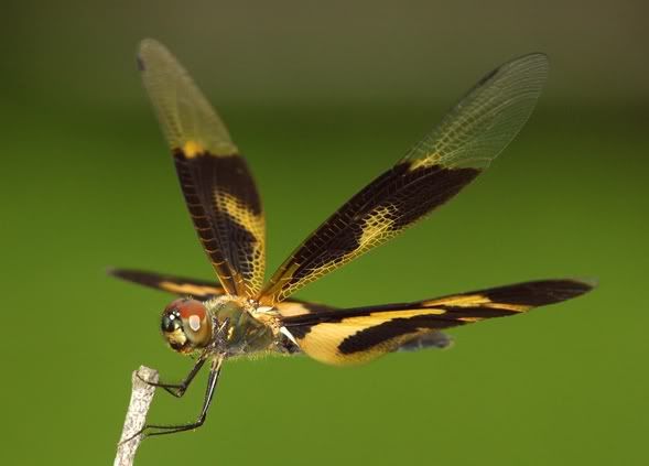 DSC_7629-1.jpg
