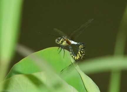 DSC_7728-1.jpg