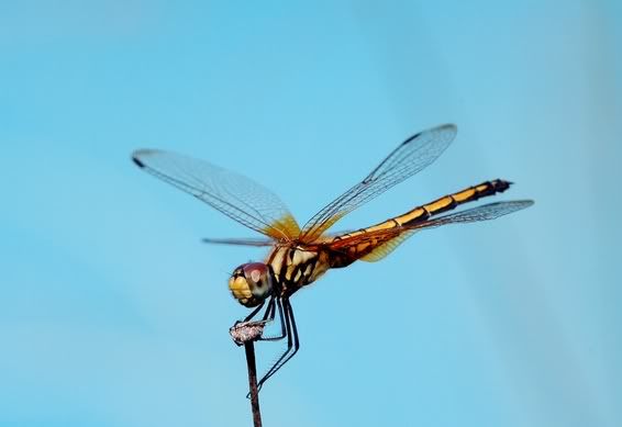 DSC_7950-1.jpg