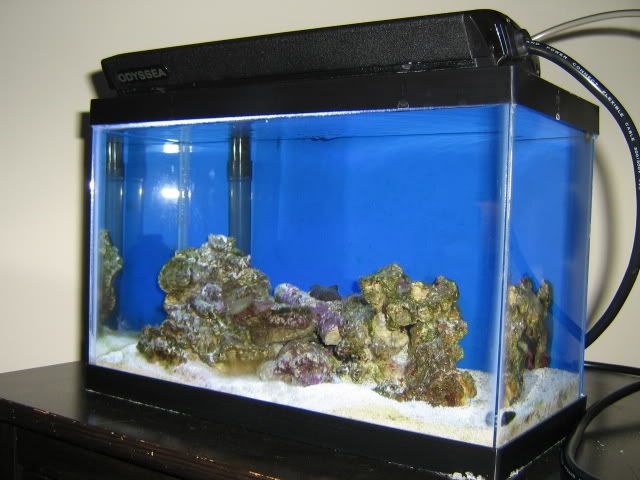 2 5 Gallon Pico Reef Myfishtank Net Forum