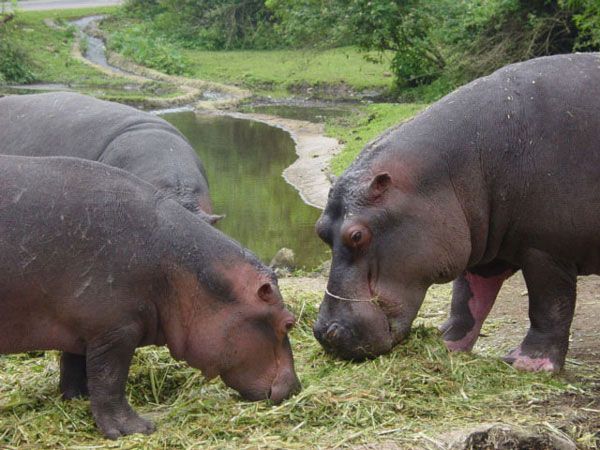 hippos.jpg