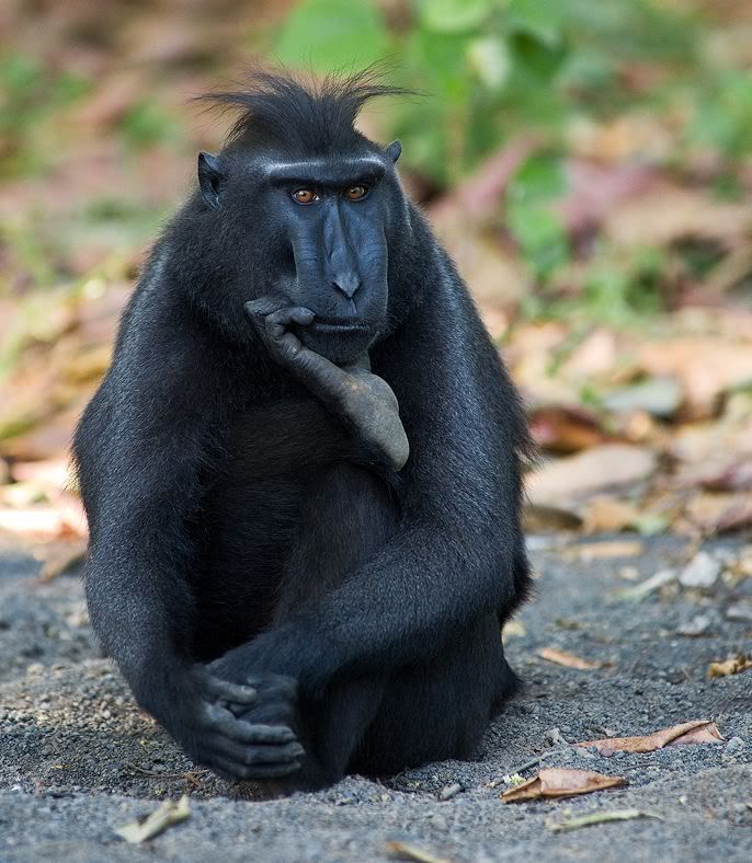 baboon-thinking.jpg