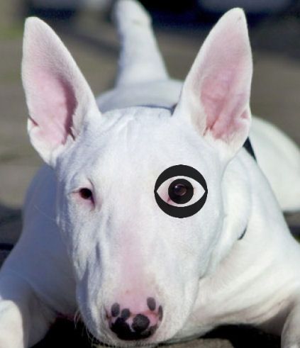 bull-terrier_medium_zpsjf9tzw8l.jpg