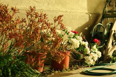 IMAGE: http://i31.photobucket.com/albums/c391/dynoflash/IMG_1302.jpg