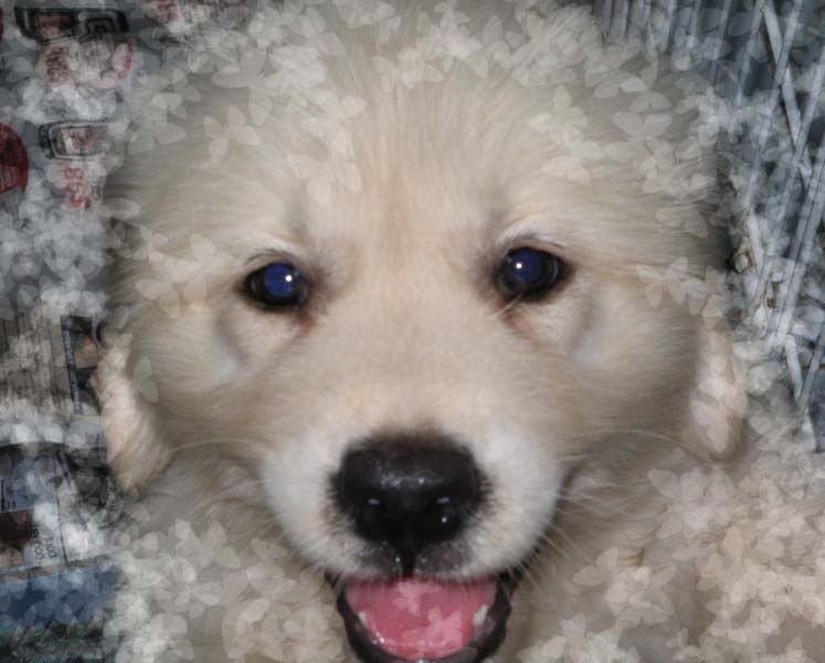 Image hosted by Photobucket.com