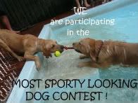Sporty Looking Dog Contest