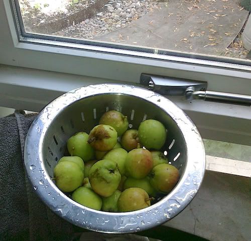 apples drying in a colander after being rinsed