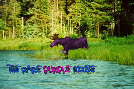 moose wallpaper. Rare Purple Moose Wallpaper Desktop Background