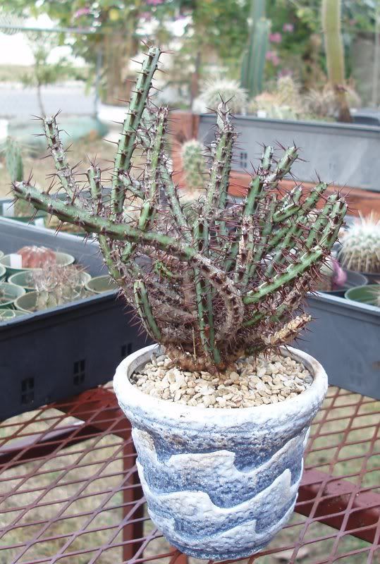 Euphorbia aeruginosa