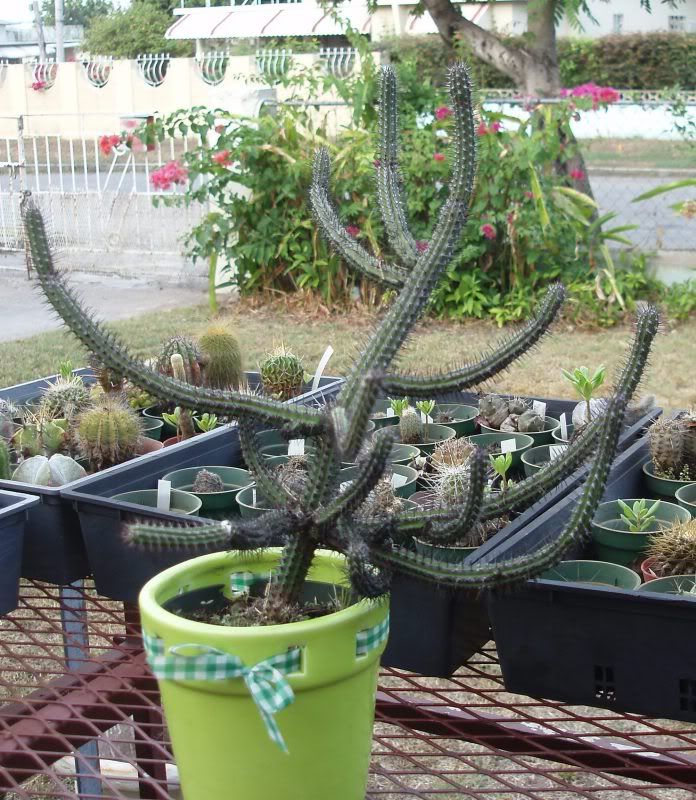 Euphorbia baioensis