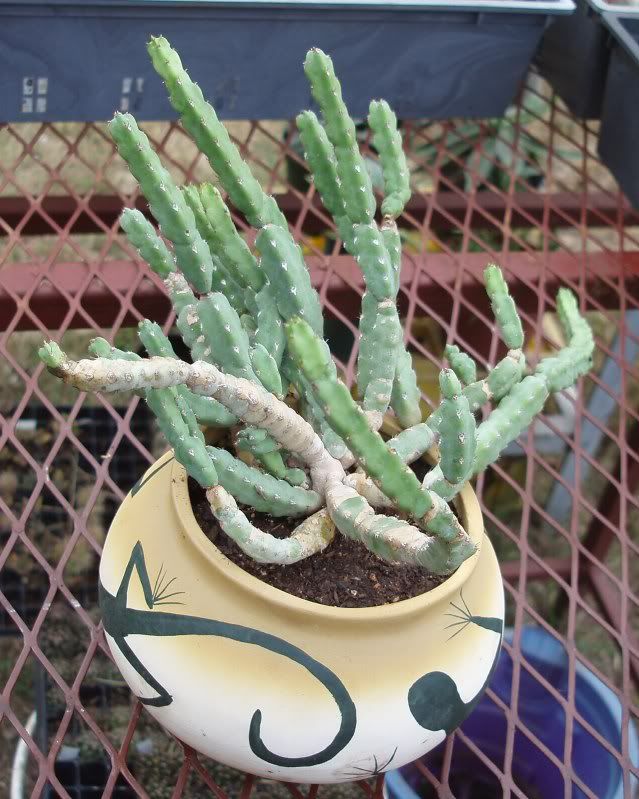 Euphorbia debilispina