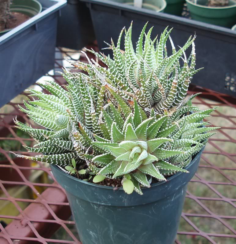 Haworthia attenuata