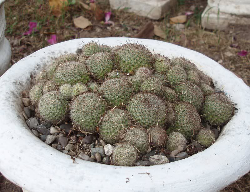 Mammillaria beneckei