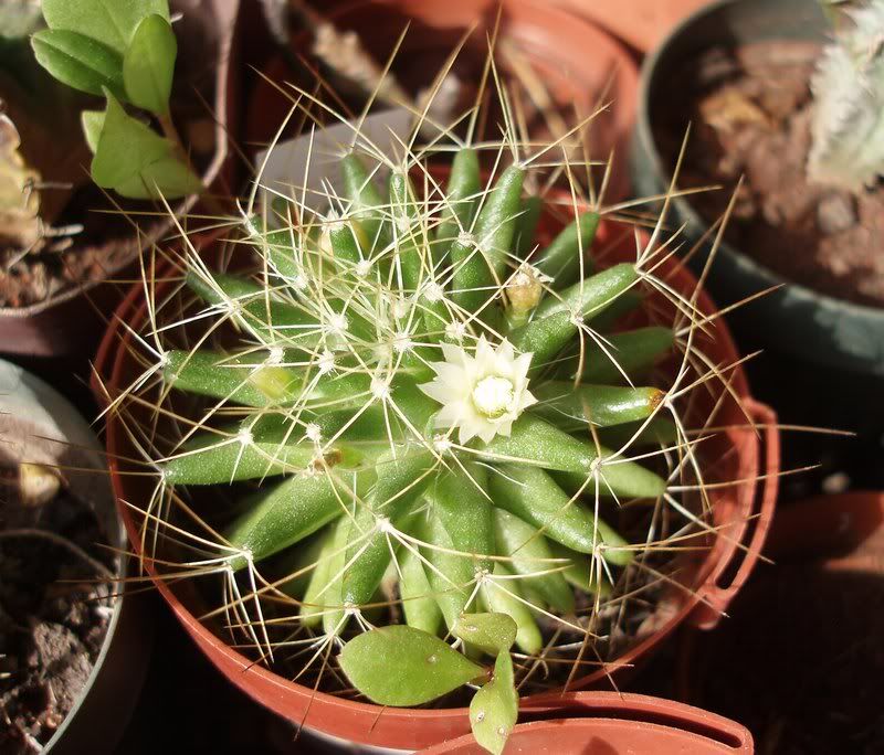 Mammillaria decipiens albescens