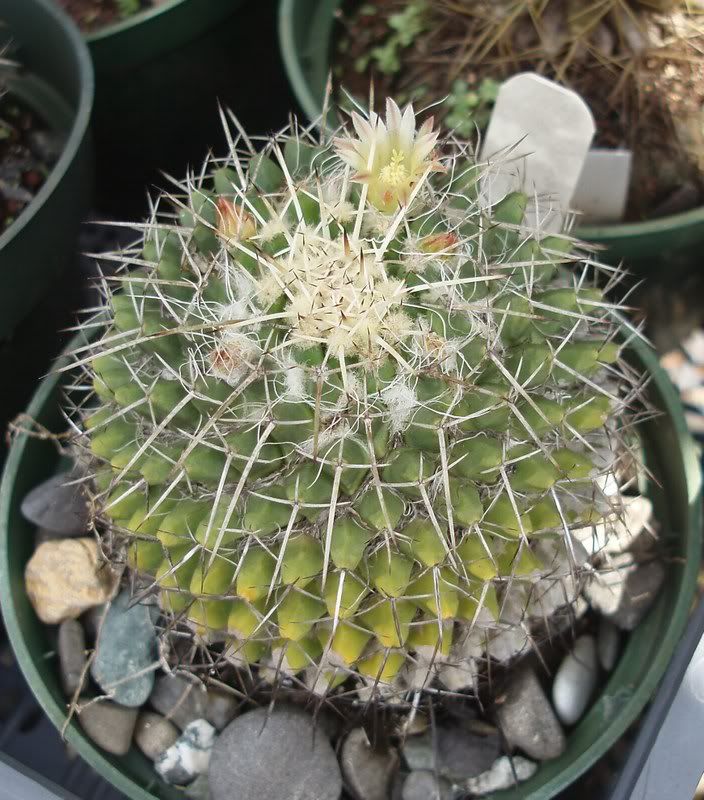 Mammillaria karwinskiana