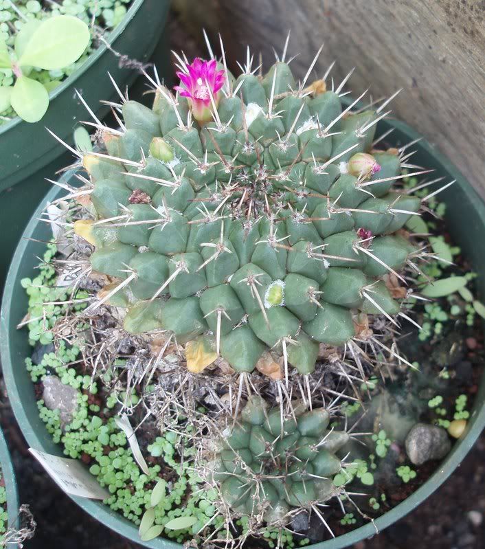 Mammillaria magnimamma