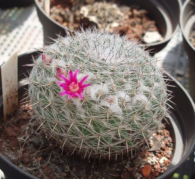 Mammillaria perbella??