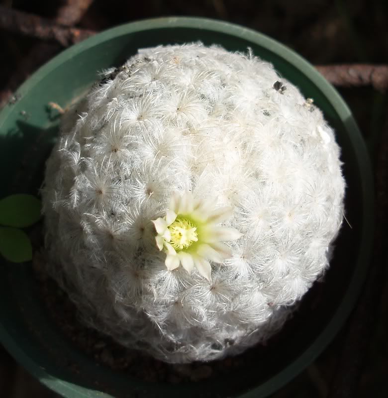 Mammillaria plumosa