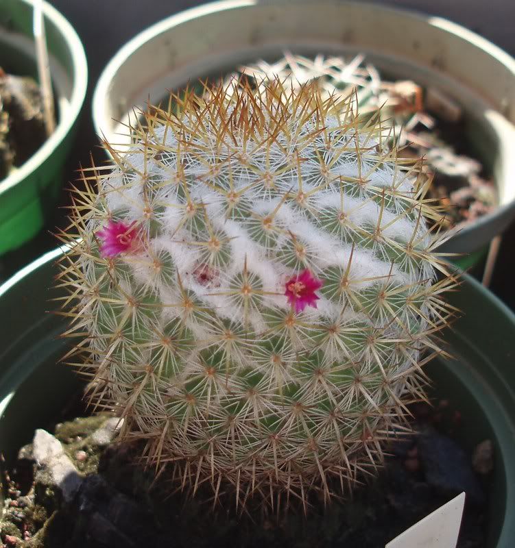 Mammillaria ruestii