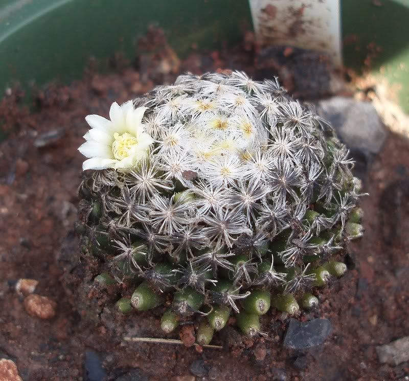 Mammillaria schiedeana