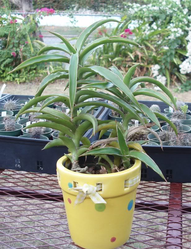 Sansevieria scabrafolia