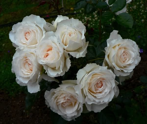 it has everything i love in a rose except fragrance but i still had to have it at first it was the name that did me in i love anything cream - Cream Garden Rose it has everything i love in a rose except fragrance but i still had to have it at first it was the name that did me in i love anything cream - Cream Garden Rose