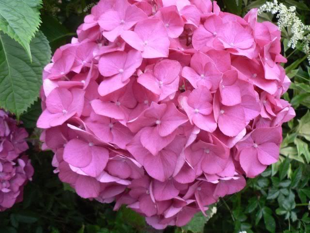 Photobucket - Video and Image Hosting