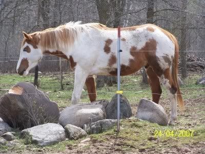 Paint Horse Adoption on The Kind Of Horse That Could Sit In A Pasture He Was The Type That