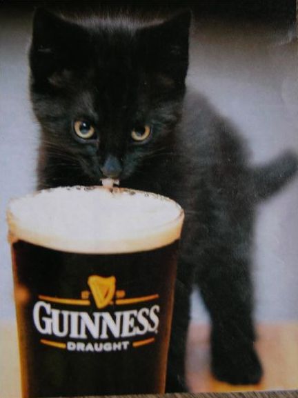 drinking guiness photo: kitty drinking guiness blackkittyguinness.jpg