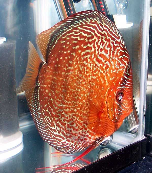 Showfish-discus3.jpg