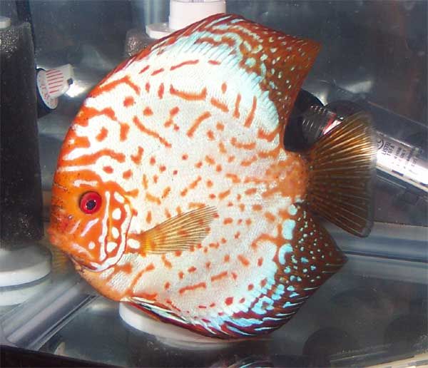 Showfish-discus5.jpg