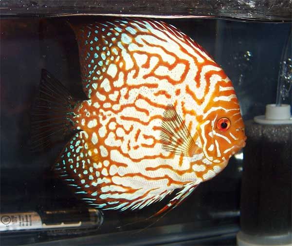 Showfish-discus6.jpg