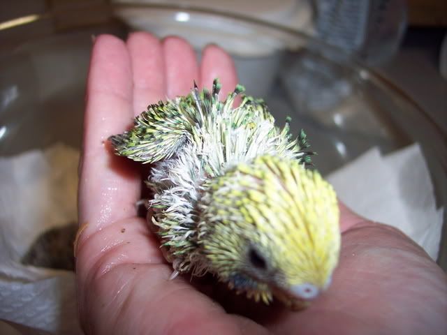 Sept122007001.jpg