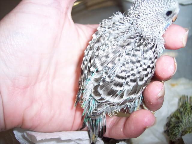 Sept122007003.jpg