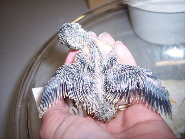 Sept122007005.jpg