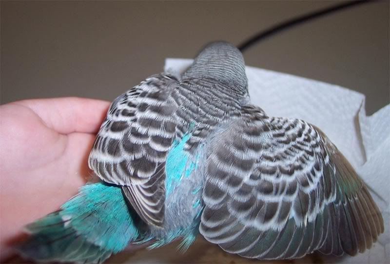 Sept17bluebaby1.jpg